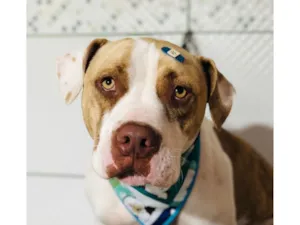 Cachorro raça Pit-Bull idade 2 anos nome Olaf 