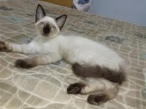 Gato raça Siamês idade 2 a 6 meses nome luna - 3 mês 