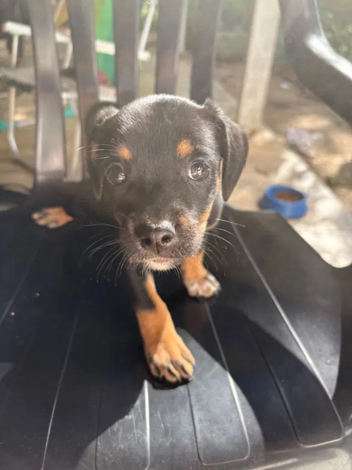 Cachorro raça SRD-ViraLata idade 2 a 6 meses nome Jaboticaba 