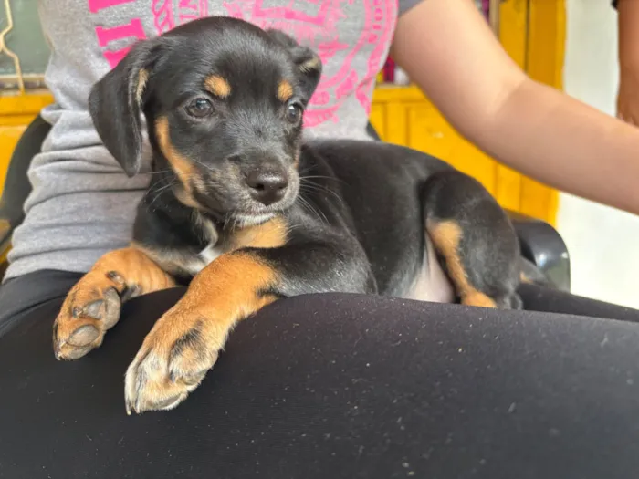 Cachorro raça SRD-ViraLata idade 2 a 6 meses nome Jaboticaba 