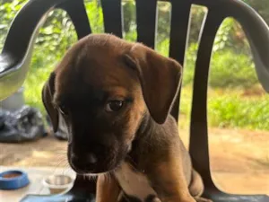 Cachorro raça SRD-ViraLata idade 2 a 6 meses nome Avelã