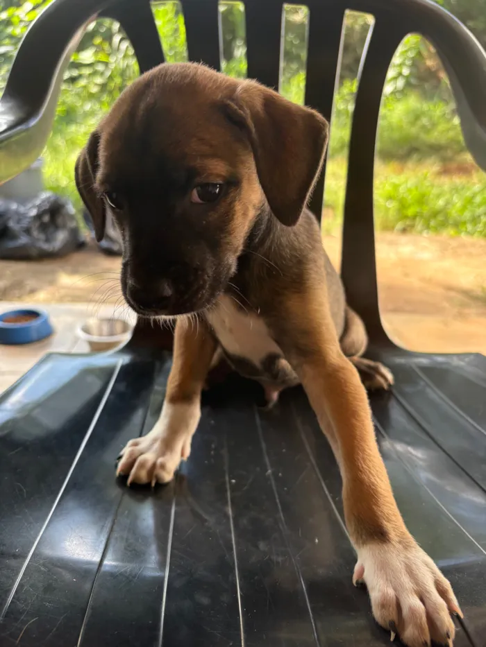 Cachorro raça SRD-ViraLata idade 2 a 6 meses nome Avelã