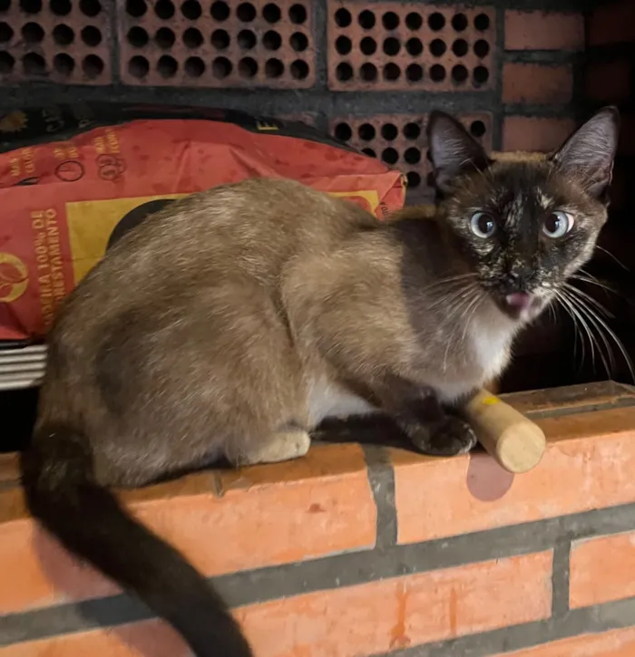 Gato raça SRD-ViraLata idade 3 anos nome Zara