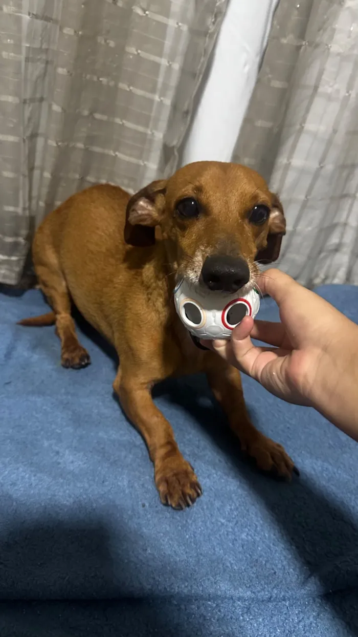 Cachorro raça Basset-Cofap idade 5 anos nome Meliodas 