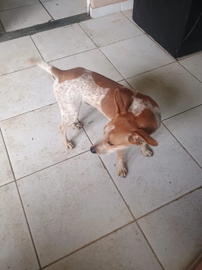 Cachorro raça SRD-ViraLata idade 7 a 11 meses nome Pingo