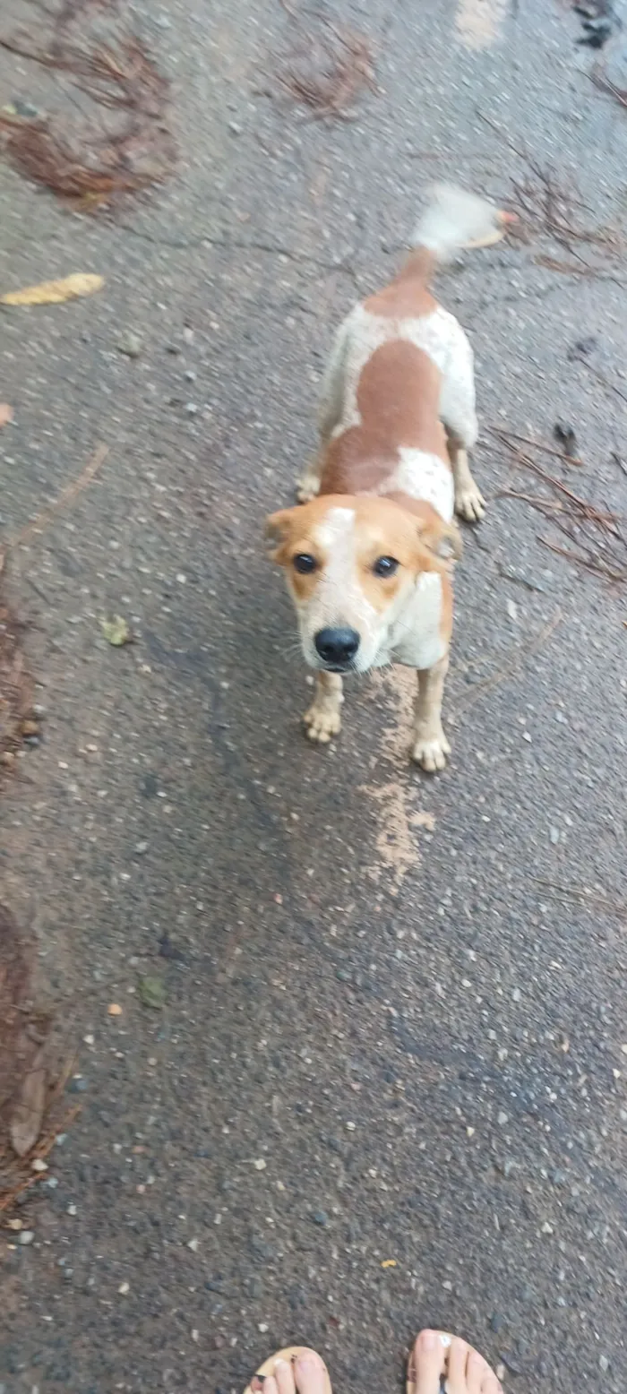 Cachorro raça SRD-ViraLata idade 7 a 11 meses nome Pingo