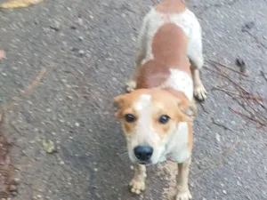Cachorro raça SRD-ViraLata idade 7 a 11 meses nome Pingo