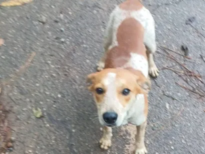 Cachorro raça SRD-ViraLata idade 7 a 11 meses nome Pingo