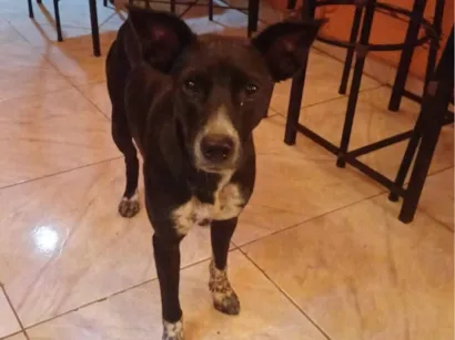 Cachorro raça SRD-ViraLata idade 1 ano nome Vitória