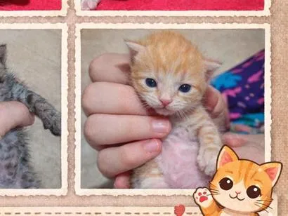 Gato raça SRD-ViraLata idade Abaixo de 2 meses nome Sem nomes