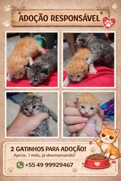 Gato raça SRD-ViraLata idade Abaixo de 2 meses nome Sem nomes