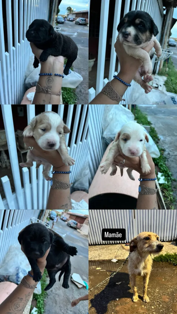 Cachorro raça SRD-ViraLata idade Abaixo de 2 meses nome Galega e seus filhos 