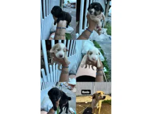 Cachorro raça SRD-ViraLata idade Abaixo de 2 meses nome Galega e seus filhos 