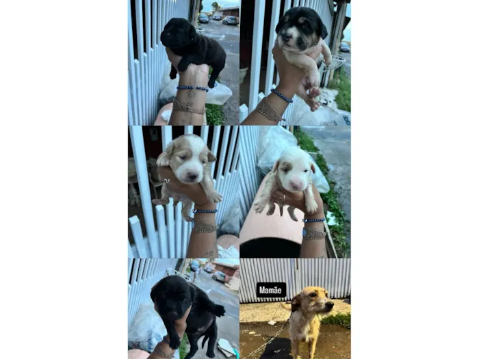 Cachorro raça SRD-ViraLata idade Abaixo de 2 meses nome Galega e seus filhos 