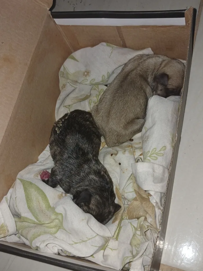 Cachorro raça SRD-ViraLata idade Abaixo de 2 meses nome Fagner Lima