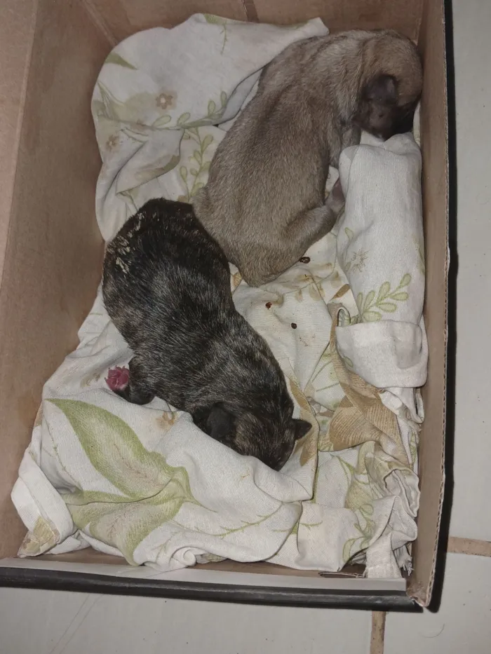 Cachorro raça SRD-ViraLata idade Abaixo de 2 meses nome Fagner Lima