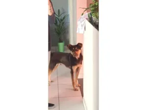 Cachorro raça SRD-ViraLata idade 4 anos nome Tom