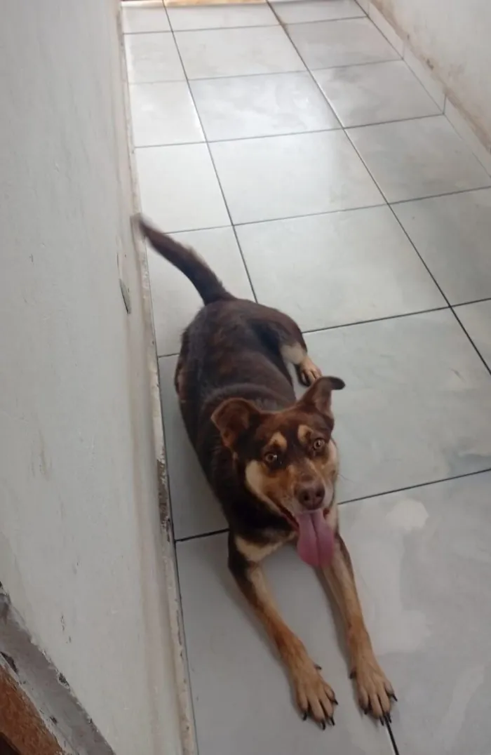 Cachorro raça SRD-ViraLata idade 4 anos nome Tom