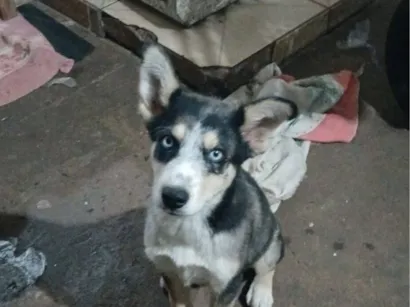 Cachorro raça Husky Siberiano idade 2 a 6 meses nome Thor