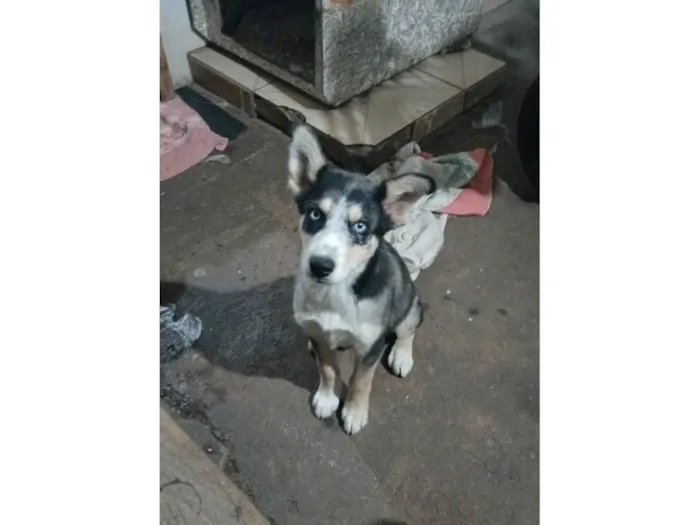 Cachorro raça Husky Siberiano idade 2 a 6 meses nome Thor