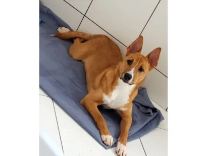 Cachorro raça SRD-ViraLata idade 7 a 11 meses nome Nala