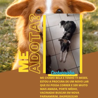 Cachorro raça SRD-ViraLata idade 7 a 11 meses nome bela 