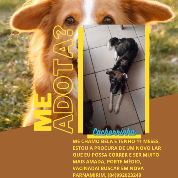 Cachorro raça SRD-ViraLata idade 7 a 11 meses nome bela 