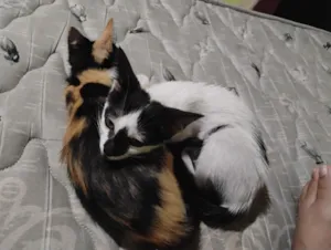 Gato raça SRD-ViraLata idade 2 a 6 meses nome Os 3 estão sem nomes 