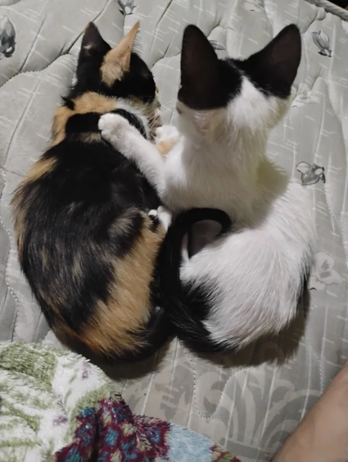 Gato raça SRD-ViraLata idade 2 a 6 meses nome Os 3 estão sem nomes 