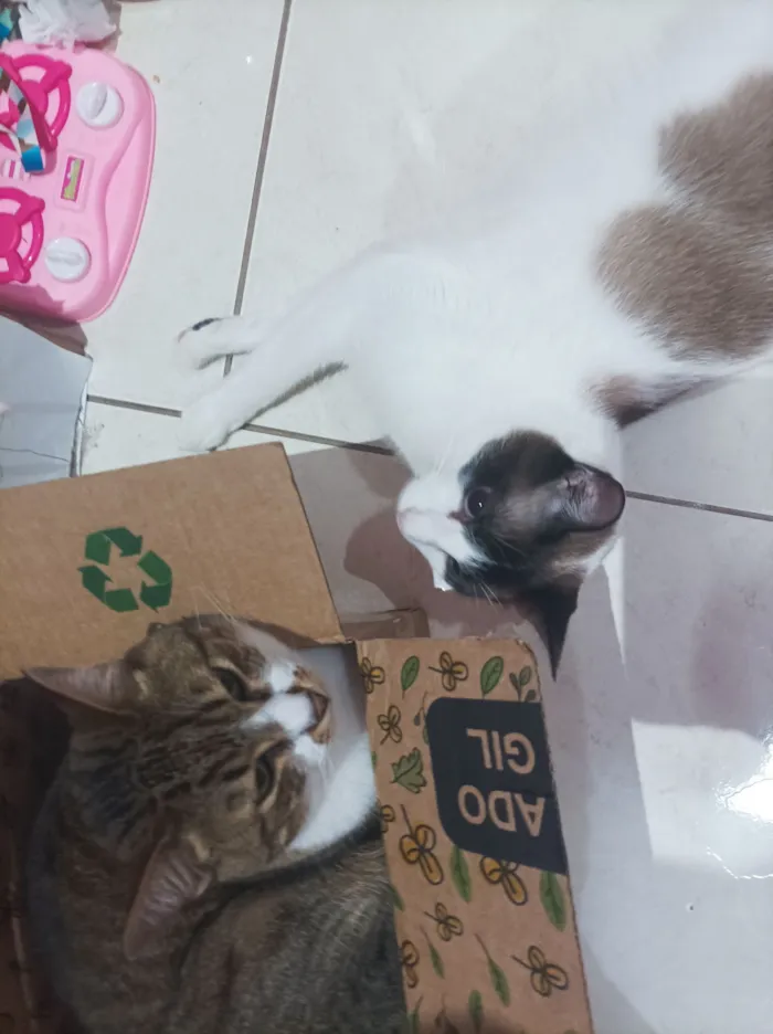 Gato raça SRD-ViraLata idade 5 anos nome Paçoca