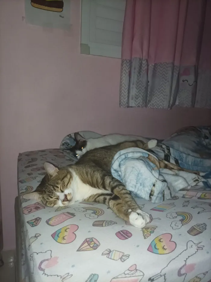 Gato raça SRD-ViraLata idade 5 anos nome Paçoca