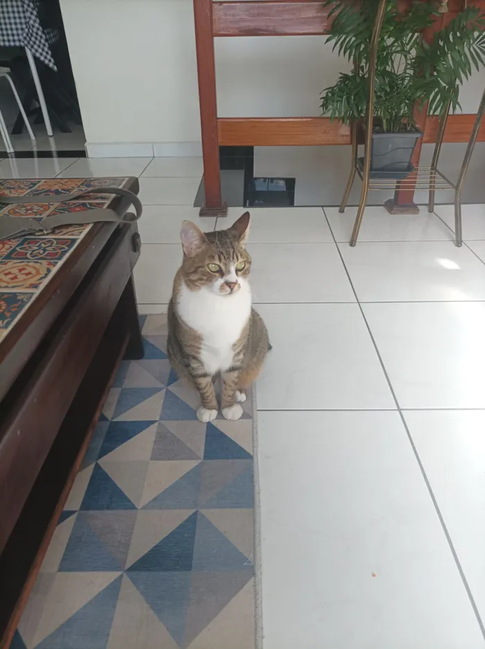 Gato raça SRD-ViraLata idade 5 anos nome Paçoca