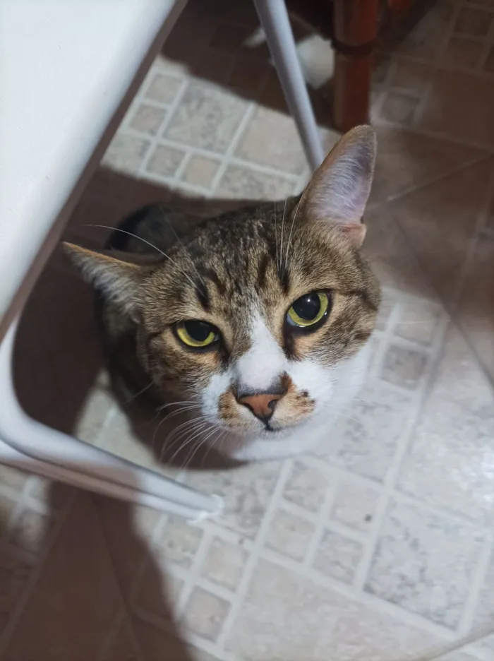 Gato raça SRD-ViraLata idade 5 anos nome Paçoca