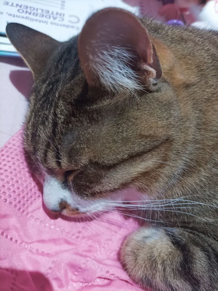 Gato raça SRD-ViraLata idade 5 anos nome Paçoca