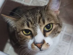Gato raça SRD-ViraLata idade 5 anos nome Paçoca