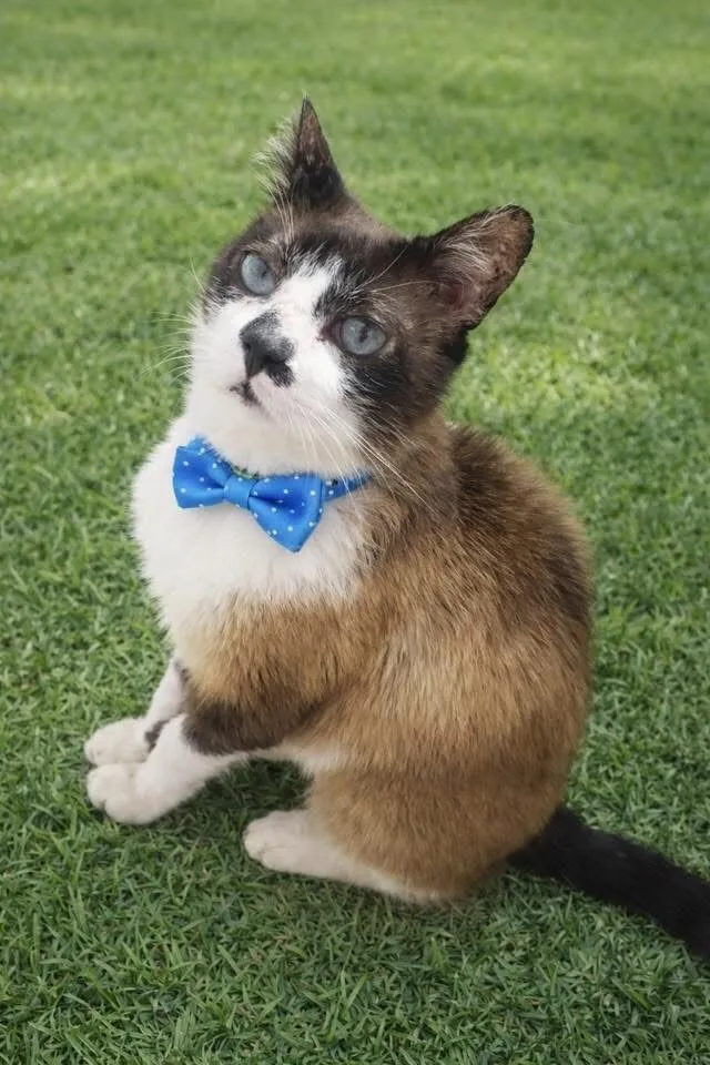 Gato raça SRD-ViraLata idade 6 ou mais anos nome Adoção Responsável - Zona Leste de SP