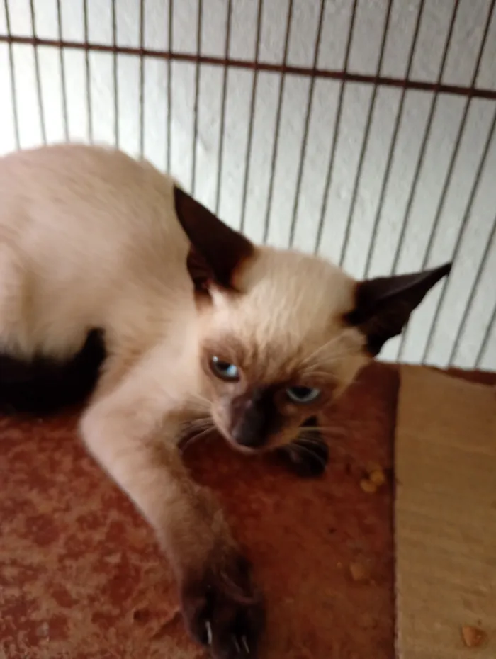 Gato raça SRD-ViraLata idade 2 a 6 meses nome Gatinhos para adoção 