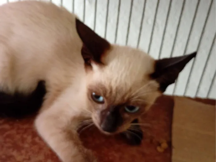 Gato raça SRD-ViraLata idade 2 a 6 meses nome Gatinhos para adoção 