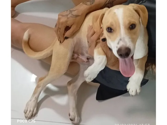Cachorro raça SRD-ViraLata idade 2 a 6 meses nome .