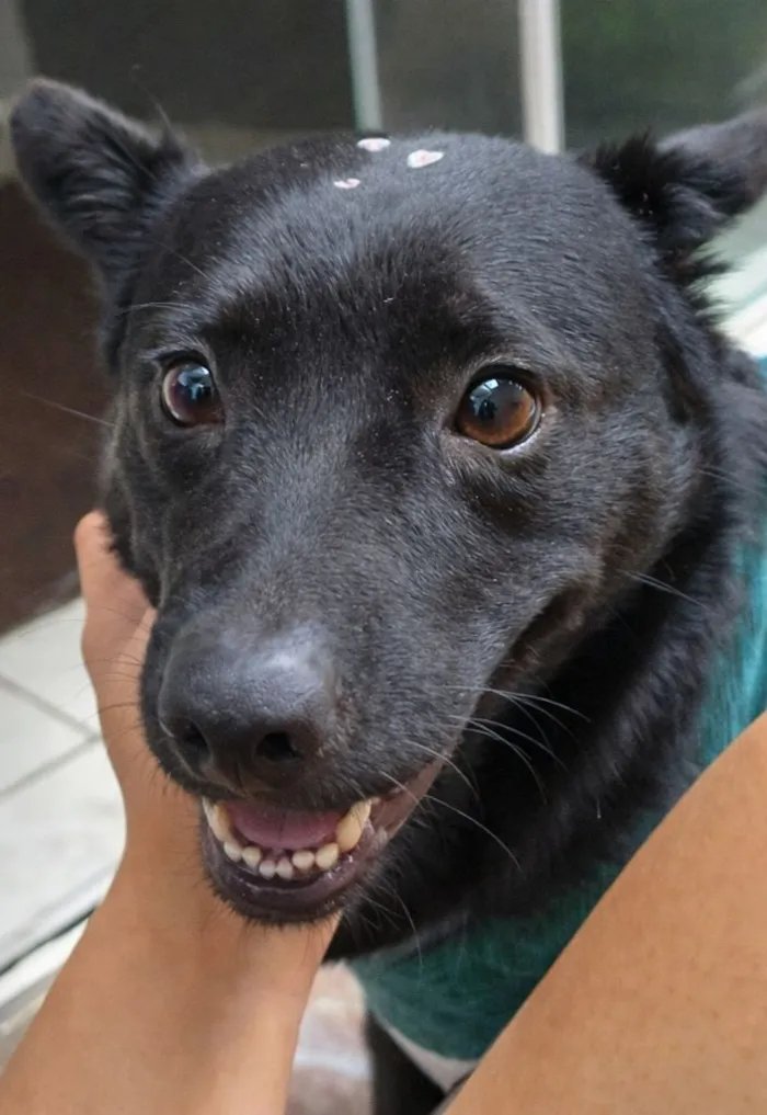 Cachorro raça SRD-ViraLata idade 1 ano nome Neguinha