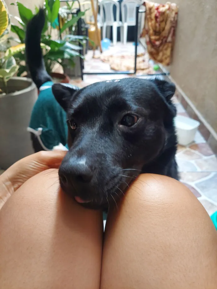 Cachorro raça SRD-ViraLata idade 1 ano nome Neguinha