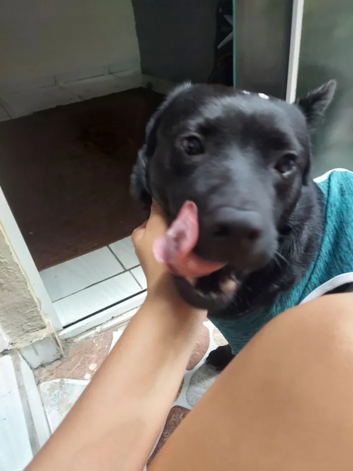 Cachorro raça SRD-ViraLata idade 1 ano nome Neguinha