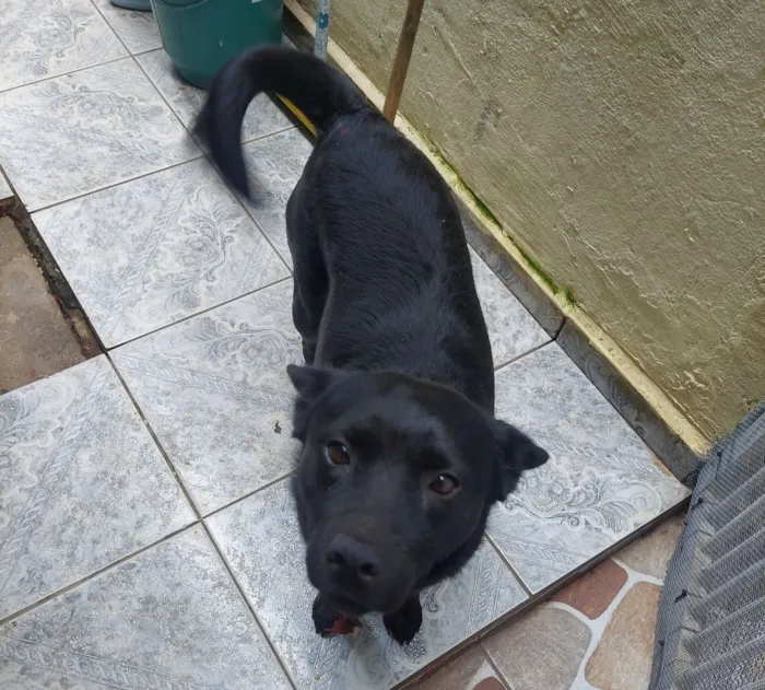 Cachorro raça SRD-ViraLata idade 1 ano nome Neguinha