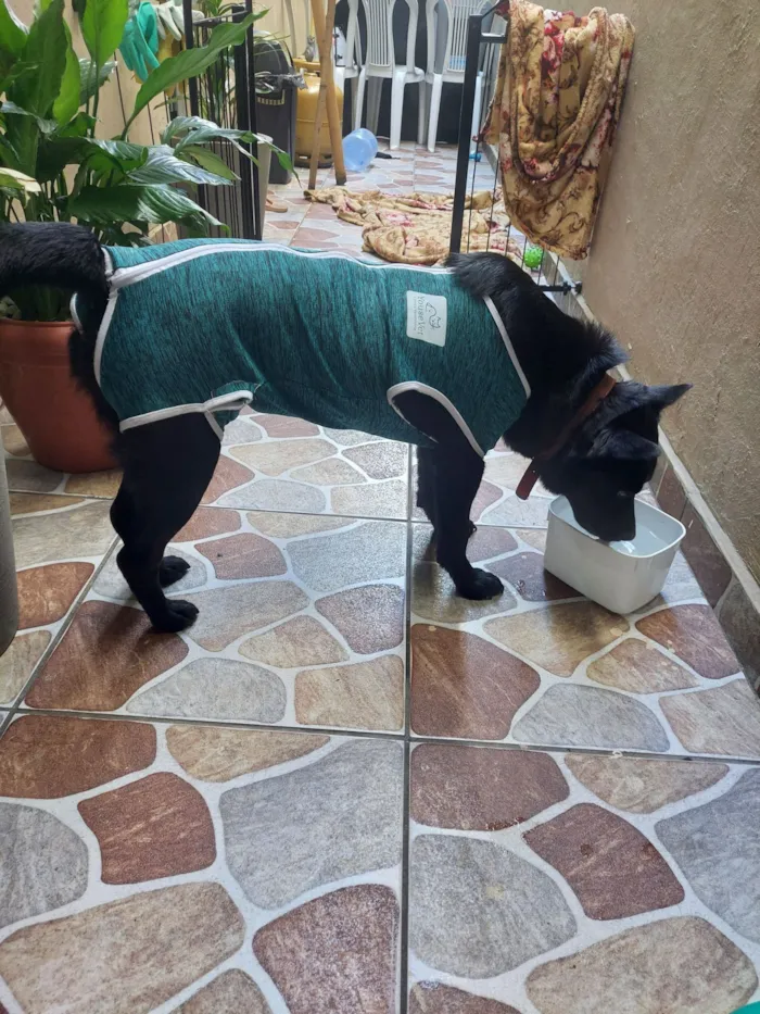 Cachorro raça SRD-ViraLata idade 1 ano nome Neguinha