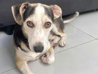 Cachorro raça SRD-ViraLata idade 7 a 11 meses nome Bob