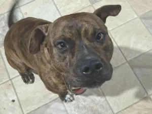 Cachorro raça Pit-Bull idade 1 ano nome Tobias