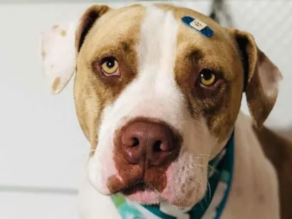 Cachorro raça Pit-Bull idade 2 anos nome Olaf 