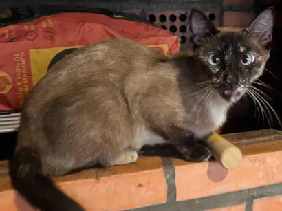 Gato raça SRD-ViraLata idade 3 anos nome Zara