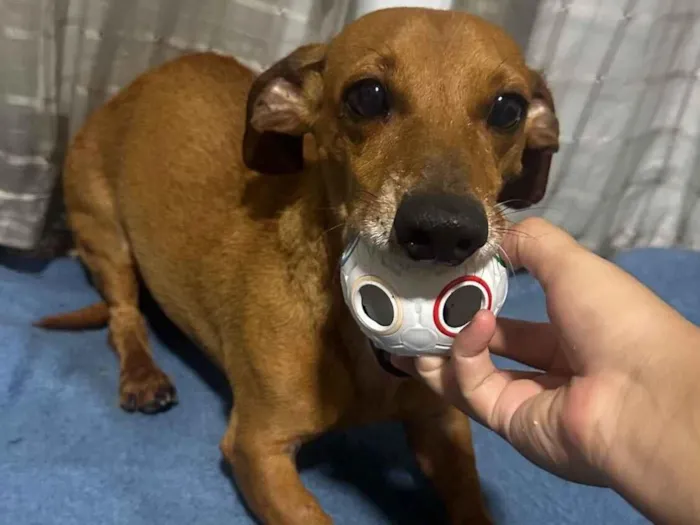 Cachorro raça Basset-Cofap idade 5 anos nome Meliodas 