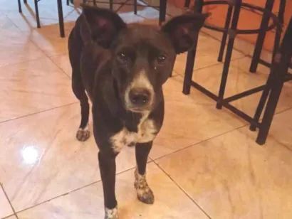 Cachorro raça SRD-ViraLata idade 1 ano nome Vitória